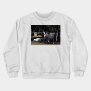 Horns In The Sun Crewneck Sweatshirt